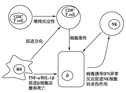 图2 参与T1DM发病的各种免疫细胞.jpg